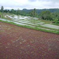 Photo de Bali - Munduk vers Ubud